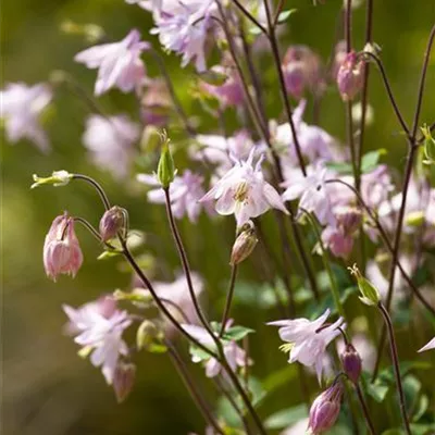 Aquilegia vulgaris Aquilegia vulgaris