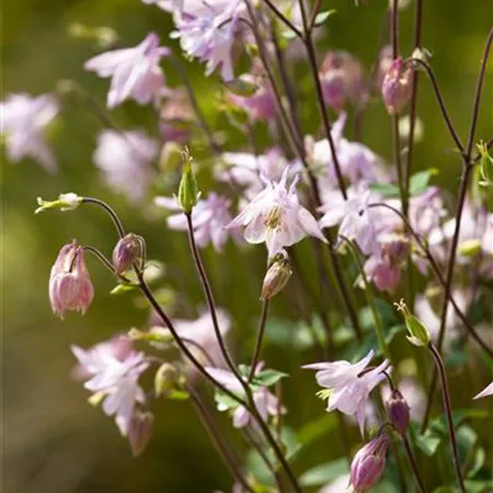 Aquilegia vulgaris Aquilegia vulgaris
