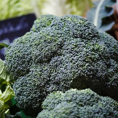 Brassica oleracea var. italica Brassica oleracea var. italica