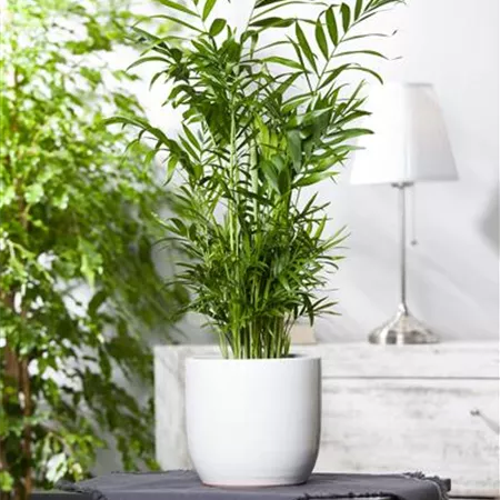 Chamaedorea elegans Chamaedorea elegans