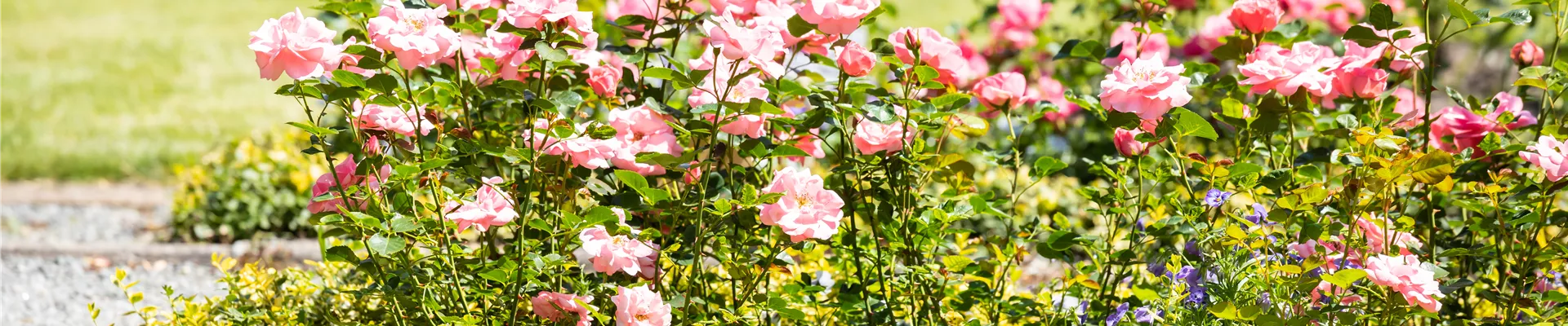 GS666884.jpg GS666884.jpg