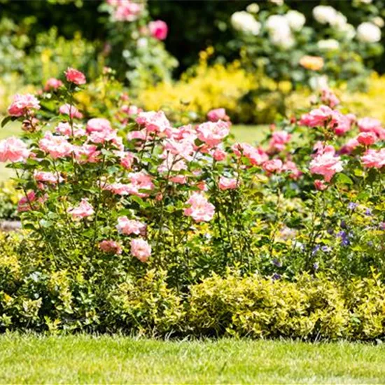 Bezaubernde Gartengestaltung mit Beetrosen entdecken Bezaubernde Gartengestaltung mit Beetrosen entdecken