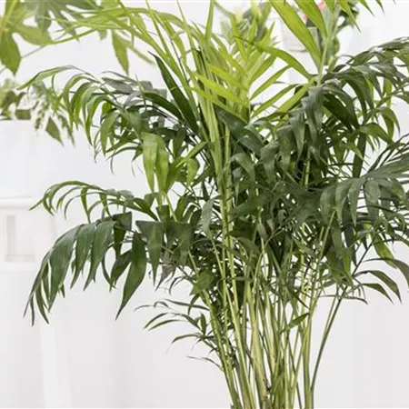 Areca catechu Areca catechu