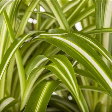 Chlorophytum comosum Chlorophytum comosum