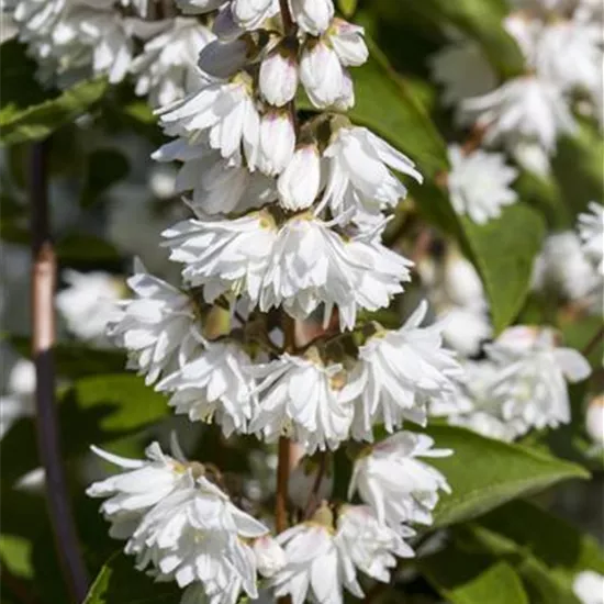 Deutzia scabra 'Plena'
