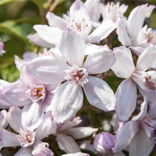 Deutzia x hybrida 'Mont Rose'