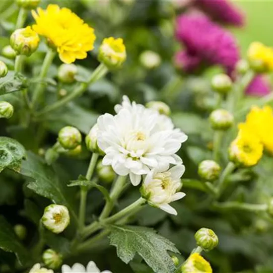 Chrysanthemum indicum 'Trio'