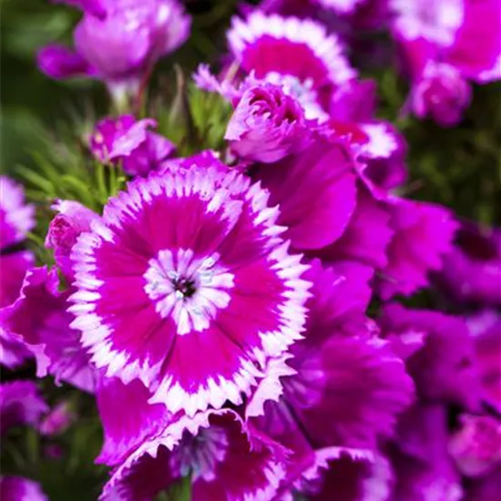 Dianthus barbatus