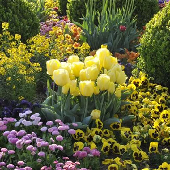 Zwiebel- und Knollenpflanzen pflegen leicht gemacht