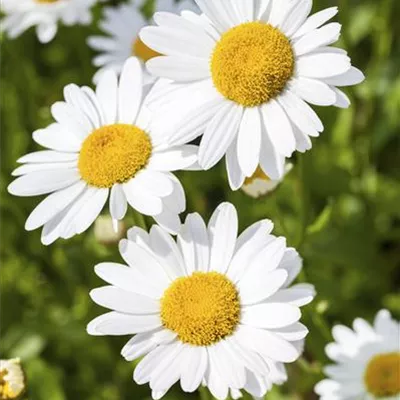 Argyranthemum frutescens Argyranthemum frutescens