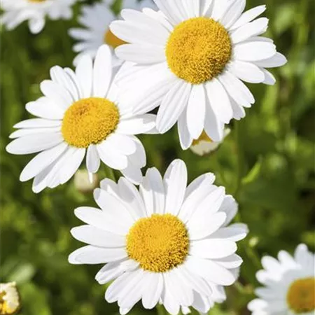 Argyranthemum frutescens Argyranthemum frutescens