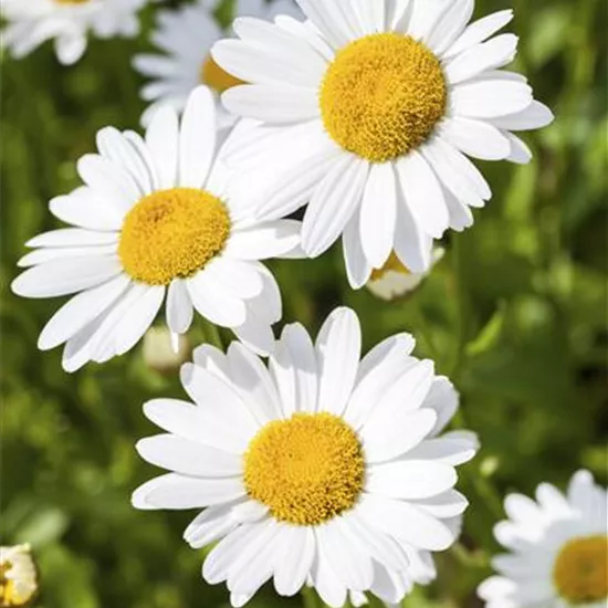 Argyranthemum frutescens Argyranthemum frutescens