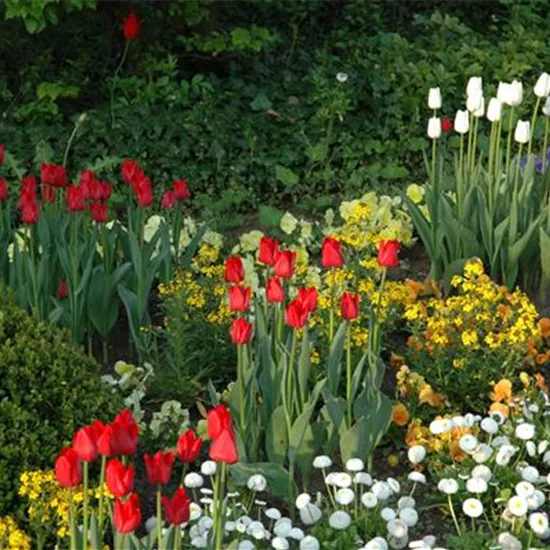 Blumenzwiebeln kaufen und Garten und Co. bunt gestalten