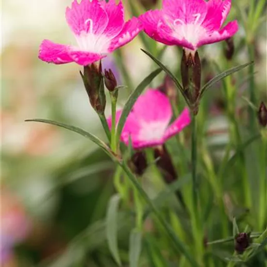 Dianthus 'Kahori'®