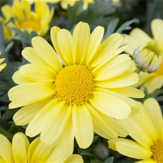 Argyranthemum frutescens, gelb Argyranthemum frutescens, gelb