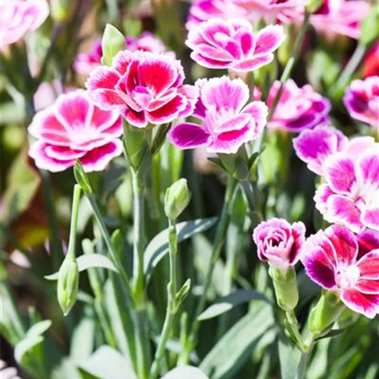 Dianthus 'Pink Kisses'®