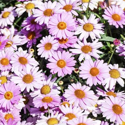 Argyranthemum frutescens, rosa Argyranthemum frutescens, rosa