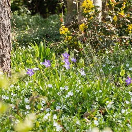 Bodendeckende Stauden für eine flächige Begrünung