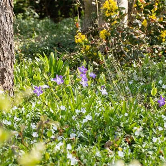 Bodendeckende Stauden für eine flächige Begrünung Bodendeckende Stauden für eine flächige Begrünung