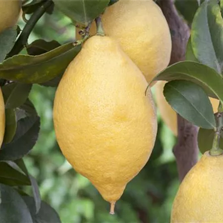 Citrus limon Citrus limon