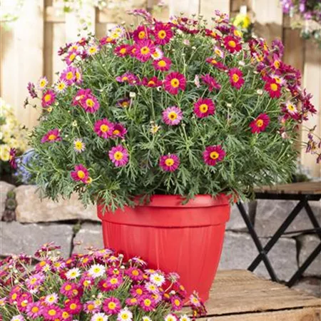 Argyranthemum frutescens, rot Argyranthemum frutescens, rot