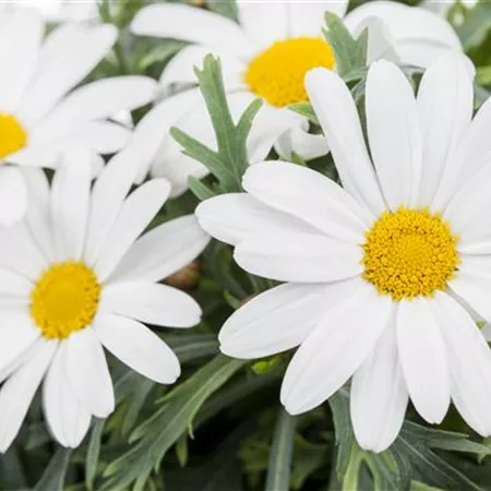 Argyranthemum frutescens, weiß Argyranthemum frutescens, weiß