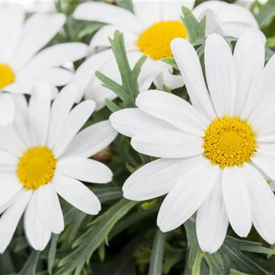 Argyranthemum frutescens, weiß Argyranthemum frutescens, weiß
