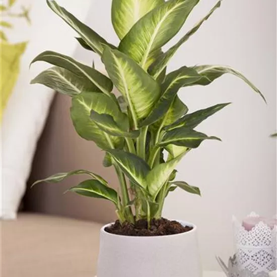Dieffenbachia maculata