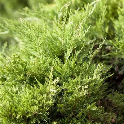 Juniperus x pfitzeriana 'Mint Julep'