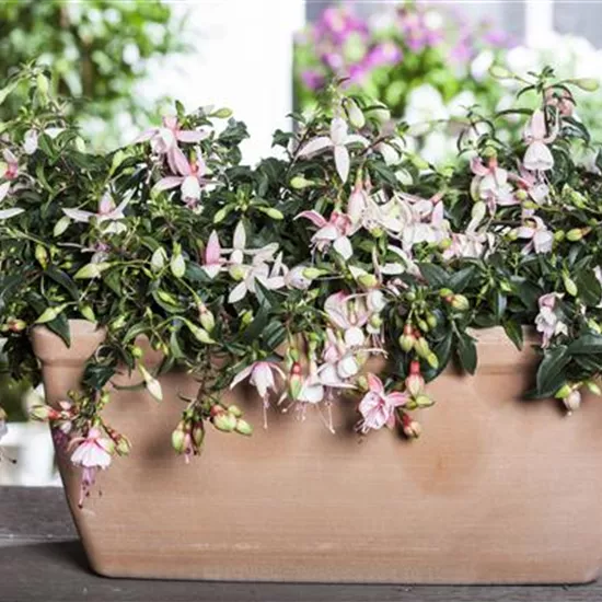 Fuchsia Hybride Fuchsia Hybride