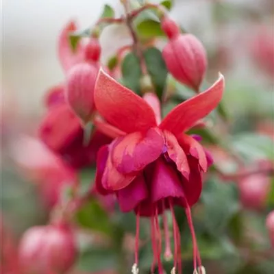Fuchsia 'Jollies'® Fuchsia 'Jollies'®