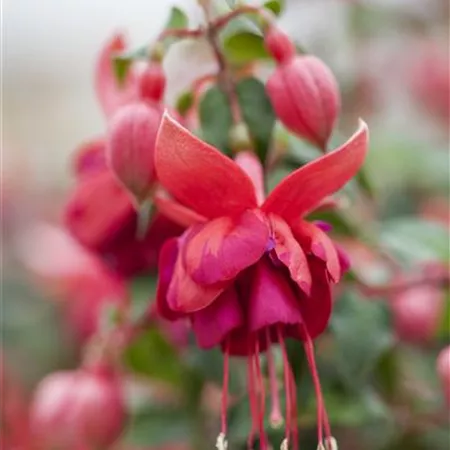 Fuchsia 'Jollies'® Fuchsia 'Jollies'®