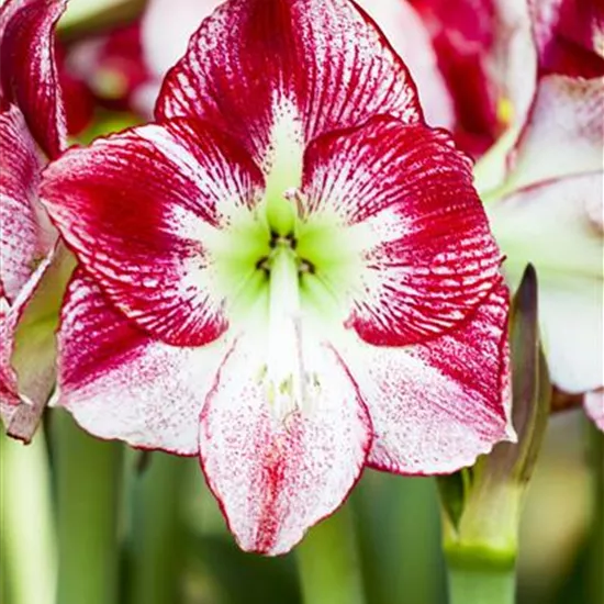 Hippeastrum
