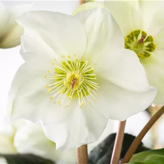 Christrosen im Garten als Blütenhighlight im Winter