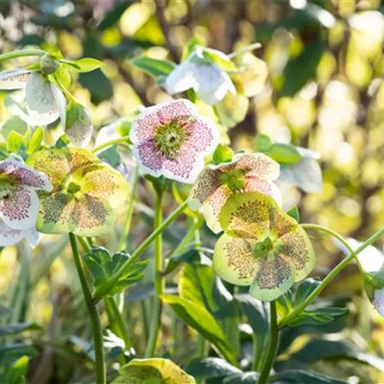 Christrosen pflanzen und für elegante Blüten sorgen