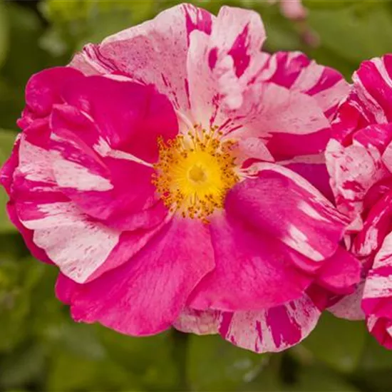 Kleinstrauchrose Kleinstrauchrose