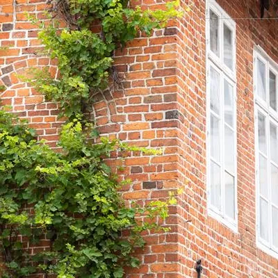 Kletterpflanzen Kletterpflanzen