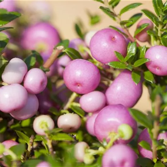 Gaultheria mucronata