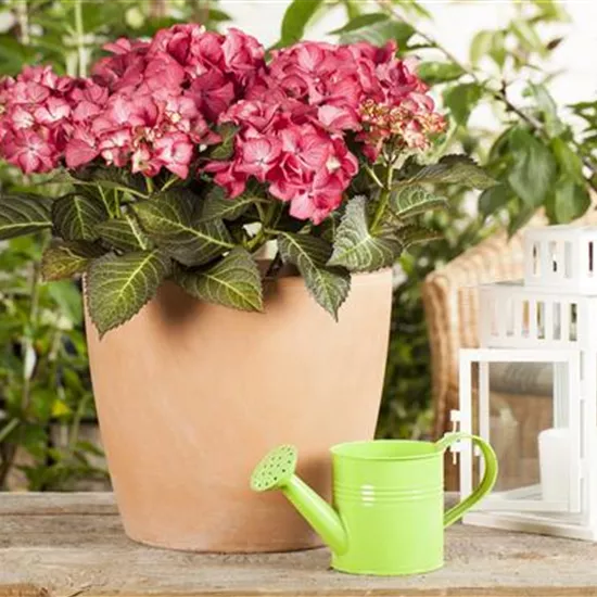 Hydrangea 'Black Diamonds'® Hydrangea 'Black Diamonds'®