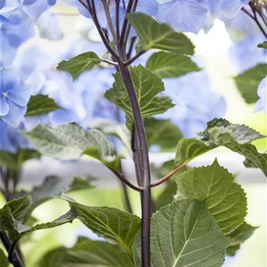 Hydrangea 'Black Steel'® Hydrangea 'Black Steel'®