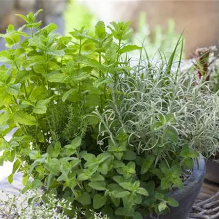 Gartenkräuter Gartenkräuter