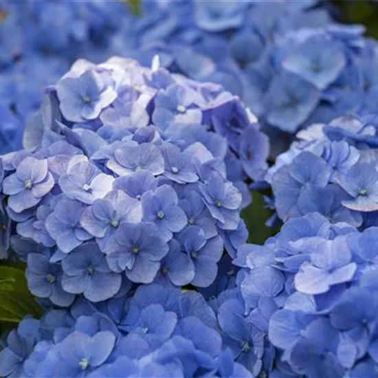 Hydrangea macrophylla, blau Hydrangea macrophylla, blau