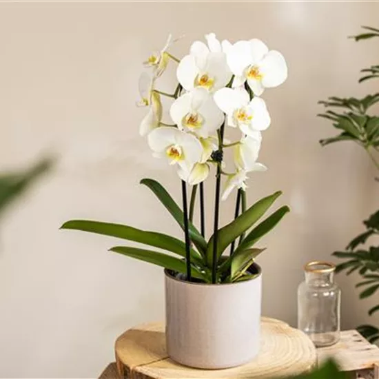 Orchideen kaufen und ihre Schönheit genießen Orchideen kaufen und ihre Schönheit genießen