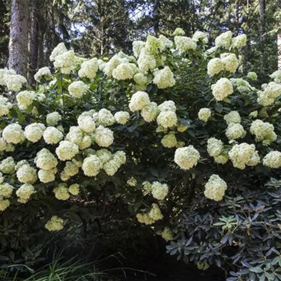 Hydrangea paniculata
