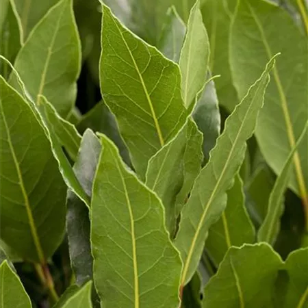 Laurus nobilis Laurus nobilis