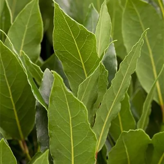 Laurus nobilis Laurus nobilis