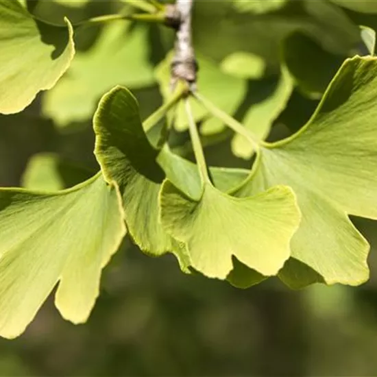 Ginkgo biloba 'Menhir'® Ginkgo biloba 'Menhir'®