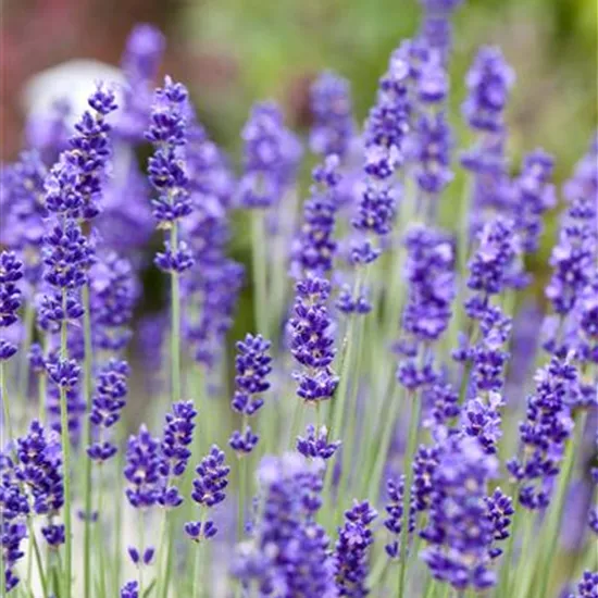 Lavandula angustifolia