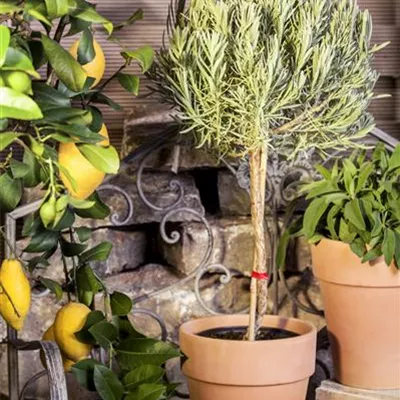 Mediterrane Pflanzen Mediterrane Pflanzen