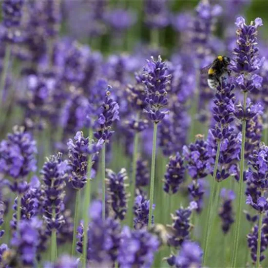 Lavandula angustifolia, blau